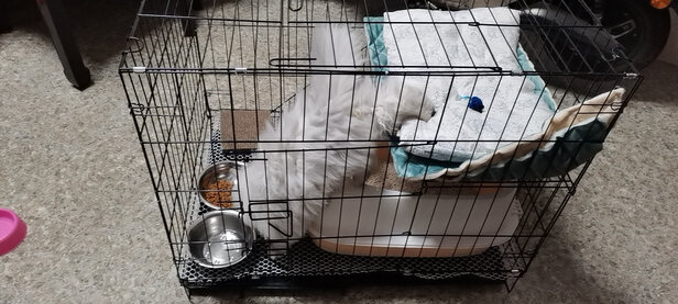 猫笼