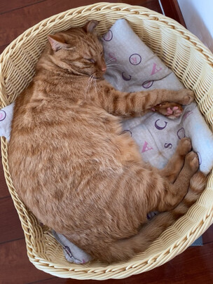 猫条猫零食