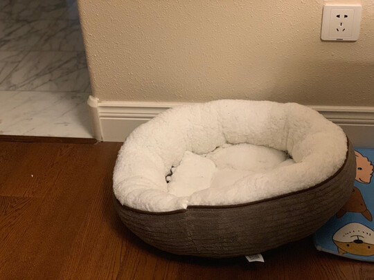 猫窝