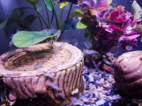 鱼缸造景石头