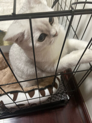 狗笼