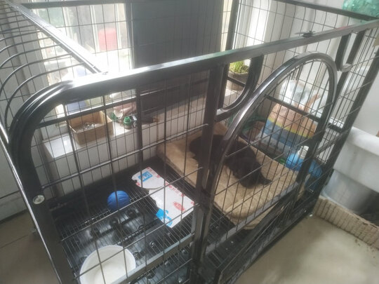 狗笼