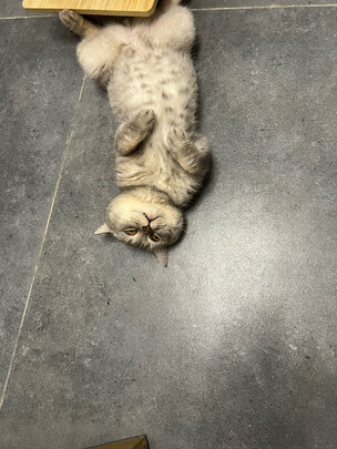 猫砂