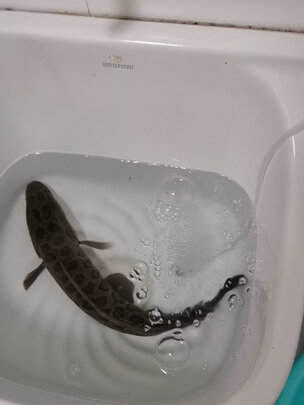 鱼缸氧气泵