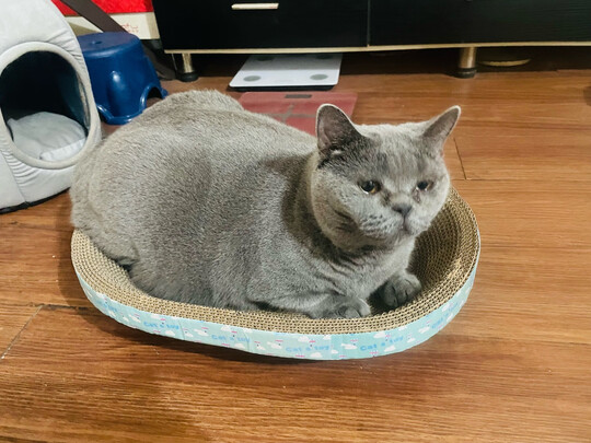 猫抓板