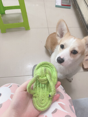 狗狗玩具