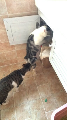 豆腐猫砂