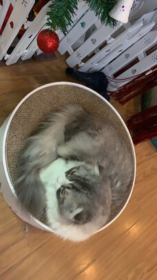 猫窝