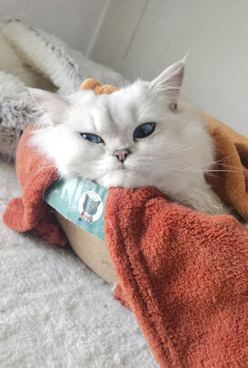 自动猫砂盆