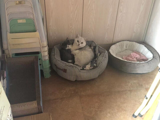 猫窝