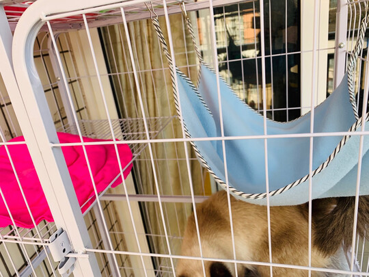  猫笼