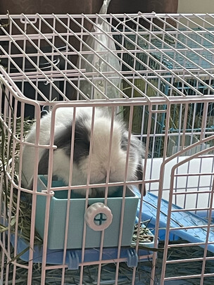 兔笼子