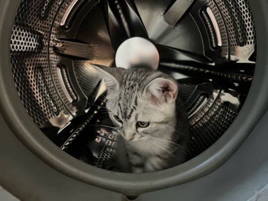 豆腐猫砂