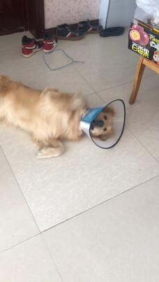 猫项圈