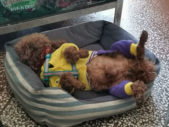 狗狗零食