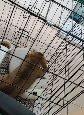  狗笼