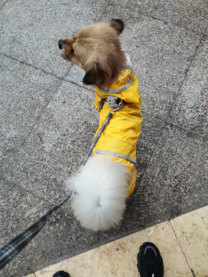 狗狗雨衣