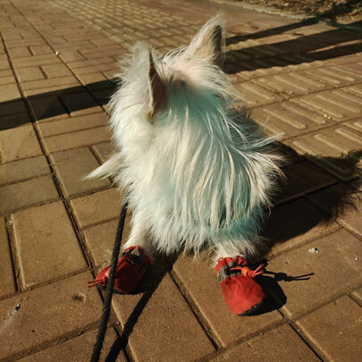 狗狗鞋