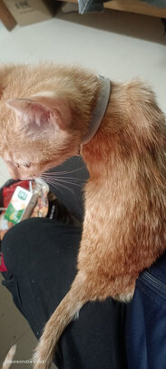 猫项圈