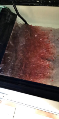 鱼粮