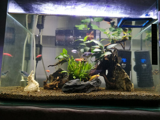 鱼缸水草灯