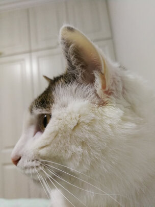 猫冻干