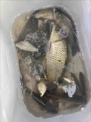 鱼钩