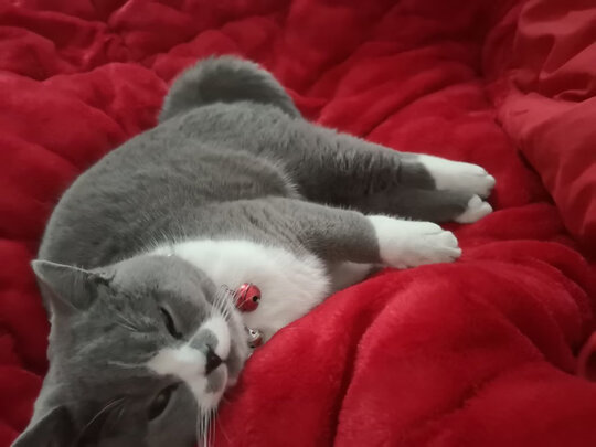 猫笼