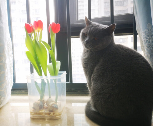 豆腐猫砂