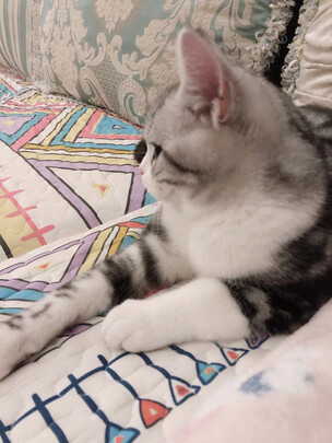 猫粮罐头