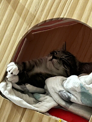 猫粮