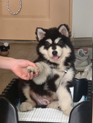狗笼
