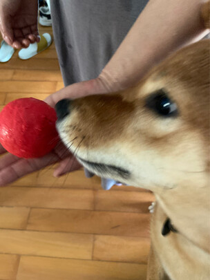 狗狗玩具