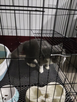 猫笼
