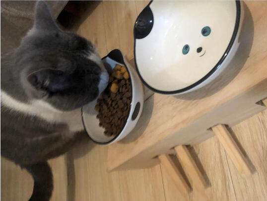 猫零食