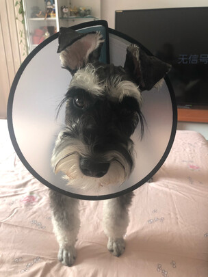 猫项圈