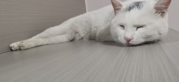 猫粮