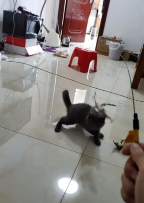 逗猫玩具