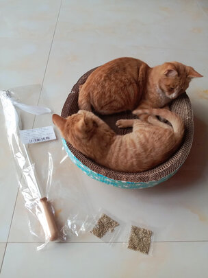 猫抓板