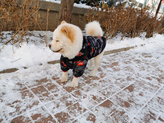 狗狗磨牙棒