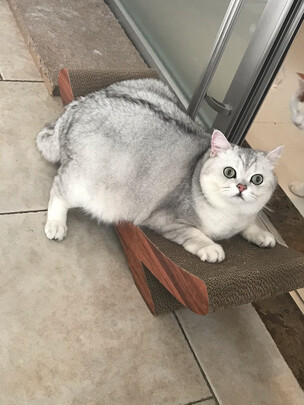 猫抓板