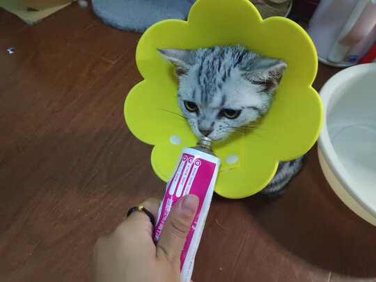 猫项圈