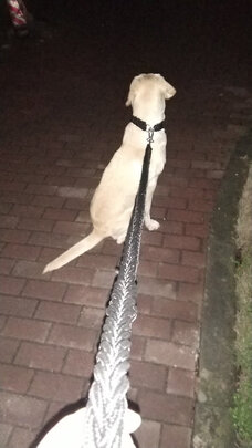 狗狗牵引绳