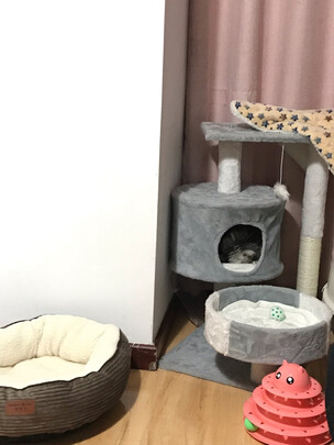 猫窝