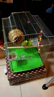 鸟笼