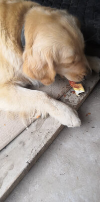 狗狗磨牙棒