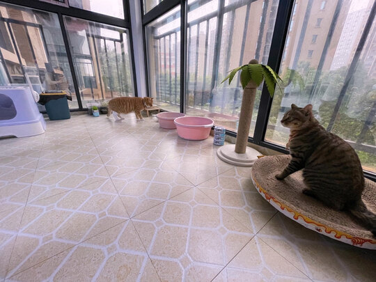 猫粮罐头