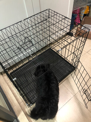  狗笼