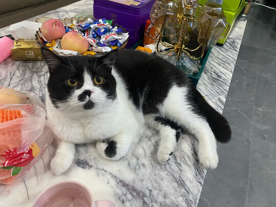 膨润土猫砂