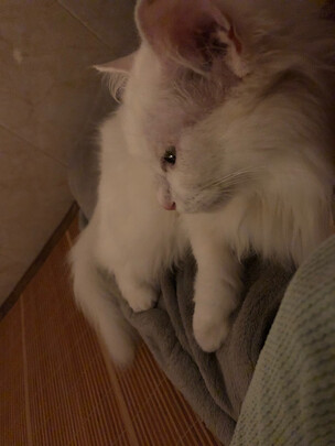 豆腐猫砂